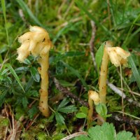 Dutchmans Pipe monotropa hypopitys